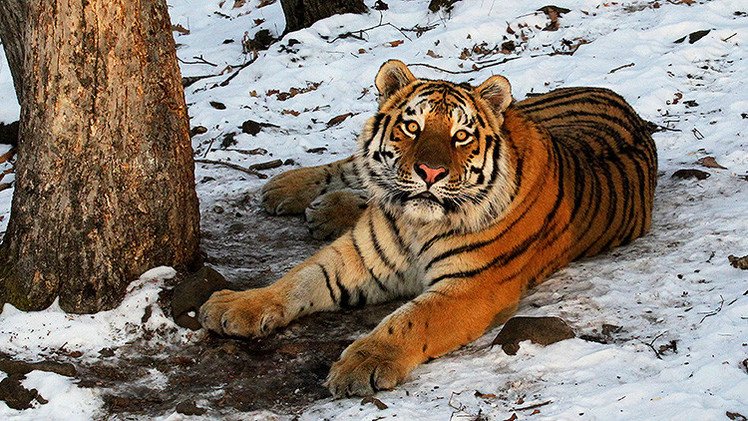 La sexta extinción masiva puede tener lugar en el próximo siglo