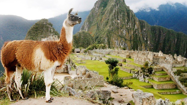 Científicos: Anticuerpos de las llamas pueden ayudar en la lucha contra el VIH