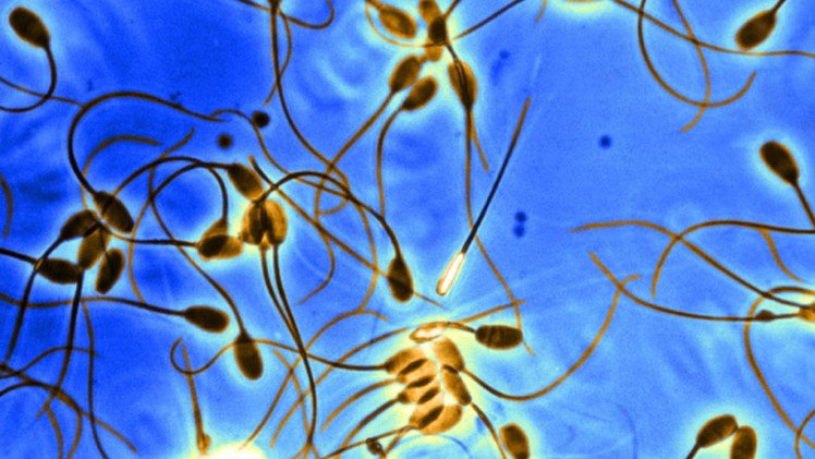 Crean células humanas capaces de convertirse en óvulos y espermatozoides