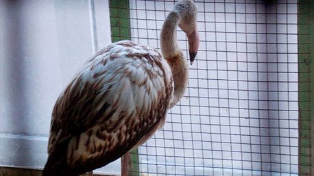 El colmo del cambio climático: Cuatro flamencos perdidos migran a Siberia en invierno