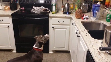 Un pitbull acobardado ante una piña