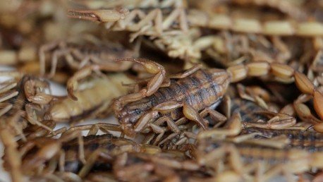 El Estado Islámico lanza bombas de escorpiones para sembrar el pánico en Irak