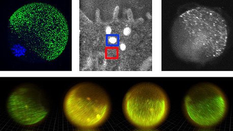 El encuentro del óvulo con espermatozoides provoca 'fuegos artificiales de zinc'