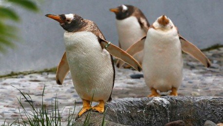 Turistas podrían causar un desastre ecológico en la Antártida