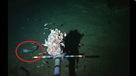 Descubren al pez que vive a mayor profundidad del mundo