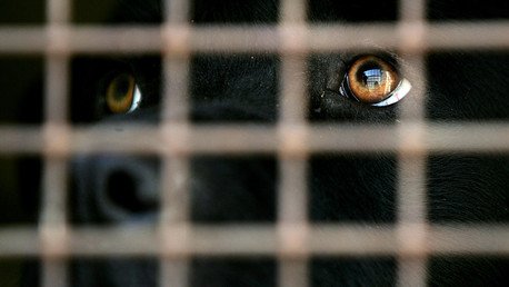 FUERTES IMÁGENES: Revelan escalofriante sacrificio de perros en China