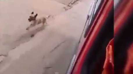 Perro corre detrás de la ambulancia para no perder a su mejor amigo