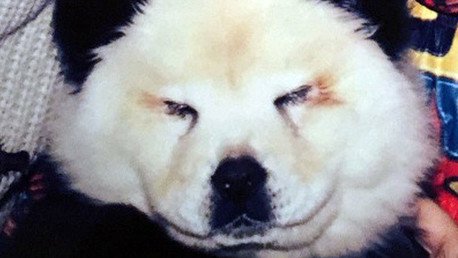 Perro por oso: Circo italiano hace pasar chow chow por pandas