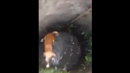 Pesca del perro en Tailandia