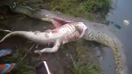 Abren viva a una serpiente y le sacan un cocodrilo