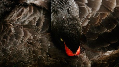 Paul Craig Roberts: "el 'cisne negro' de Rusia podría acabar con la OTAN"