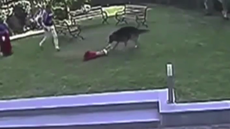 Un niño salva su hermana bebé del ataque de un perro 