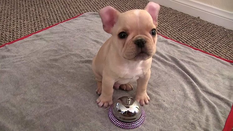 Un obediente cachorro de 3 meses cautiva a la Red