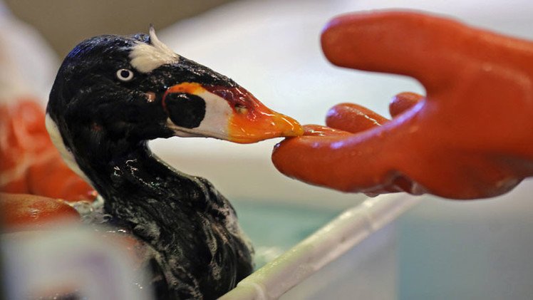 EE.UU.: Misteriosa sustancia contamina aguas de San Francisco, afectando a centenares de aves 