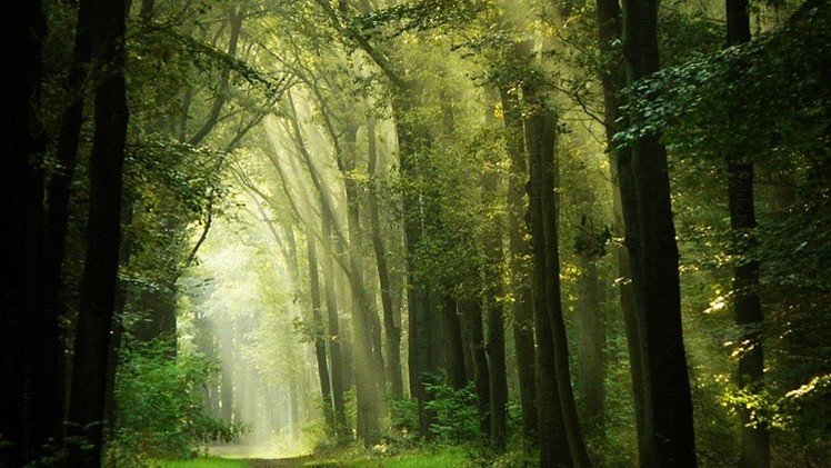 Un buzo encuentra un antiguo bosque de la Edad de Hielo bajo el Mar del Norte