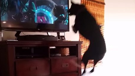 Amor imposible: Un perro se enamora del mapache de 'Guardianes de la Galaxia'