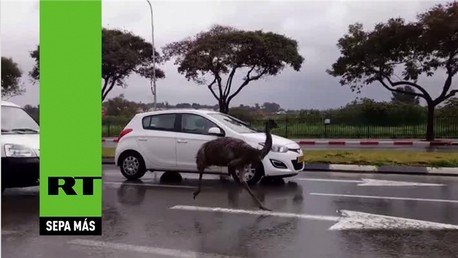 'Correcaminos' invade una carretera en Israel 