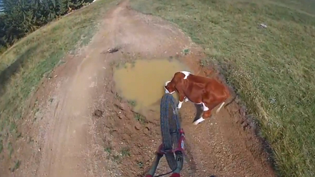 Alguien voló sobre el bebedero de vacas