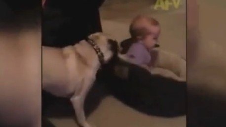 Un perro recupera su cama 'ocupada' por un bebé