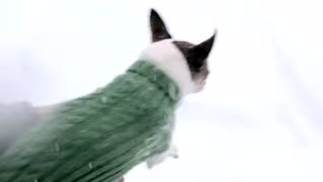 ¿Por qué los chihuahuas no pasean por la nieve?