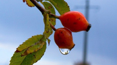 'Cura verde': Algunas plantas medicinales que podrían acabar con las farmacéuticas