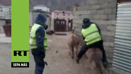 Rusia: Un burro 'secuestra' a un policía de tráfico