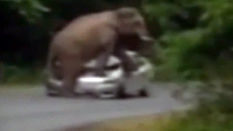 Un elefante furioso aplasta el coche de unos turistas en Tailandia