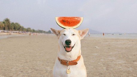 Una perra recogida de la calle  vence al cáncer gracias a su dueño