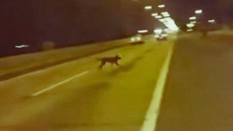 Un perro se 'teletransporta' para evitar ser atropellado