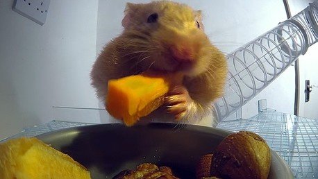 ¿Cuánta comida cabe en la boca de un hámster?