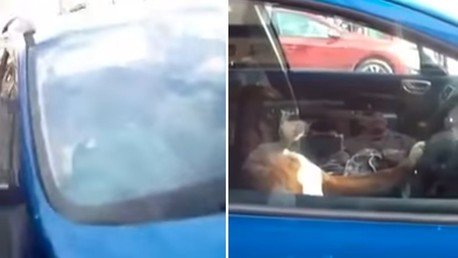 ¿Cansado de ladrar? Un perro reclama atención tocando sin parar la bocina