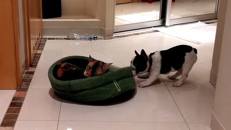 La lucha de un perrito con una gata invasora