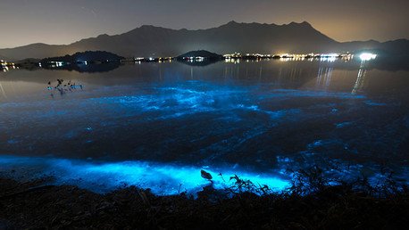 'Fantasma de mar': belleza y muerte en las aguas de Hong Kong