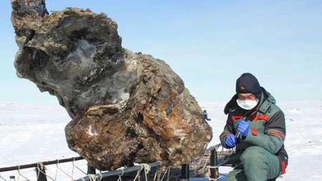 Al borde de un avance revolucionario: Esperan crear antibióticos a base de restos de mamut siberiano