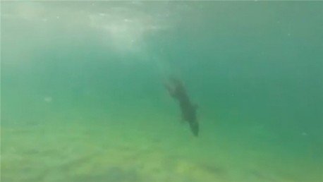 Un labrador buceador 'enamora' a los usuarios de YouTube  