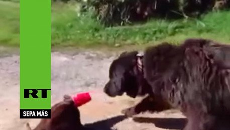 Un perro salva a un gato de una cruel broma