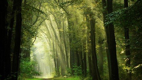 Un buzo encuentra un antiguo bosque de la Edad de Hielo bajo el Mar del Norte