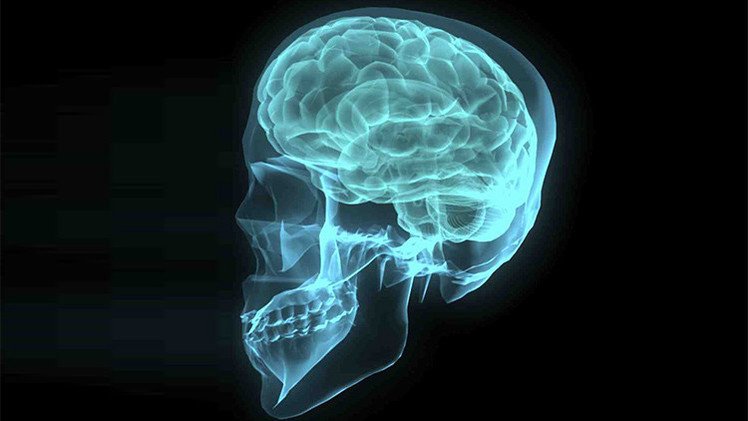 Hallan el gen que hace al cerebro humano único
