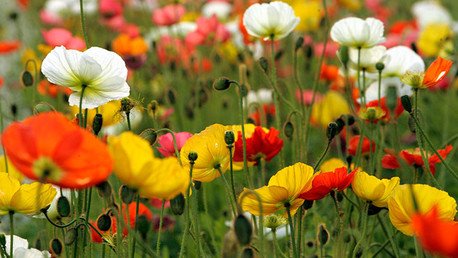 México: ¿de la marihuana y la cocaína al opio?