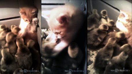 El 'feroz' ataque de un depredador principiante contra patos recién nacidos