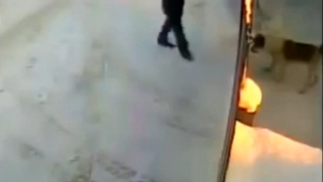 Aléjese de la valla: perro peligroso, no es broma