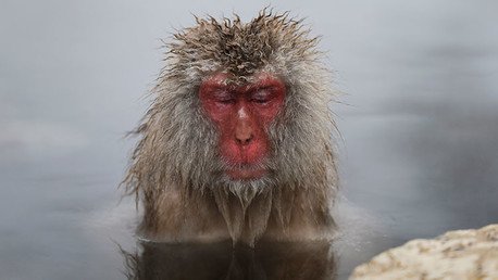 ¿Cómo pudieron llegar los monos a Sudamérica desde África?