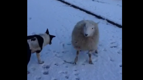 La oveja que se susurraba a los perros