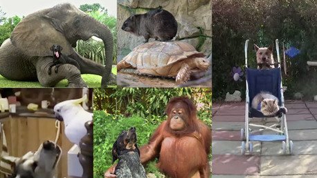 Divertida recopilación de la entrañable amistad entre animales de diferentes especies