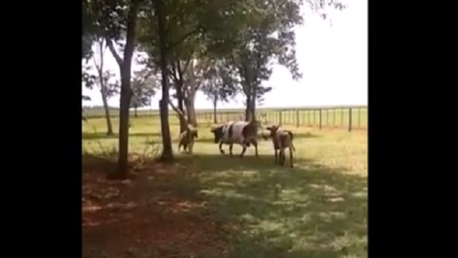Duelo bovino al sol: David contra Goliat, ¿quién vencerá?