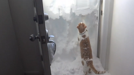 "¡Quiero salir!": la lucha de un gato contra los elementos