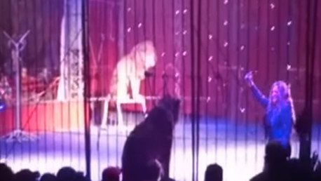Un león ataca a su domadora en pleno espectáculo