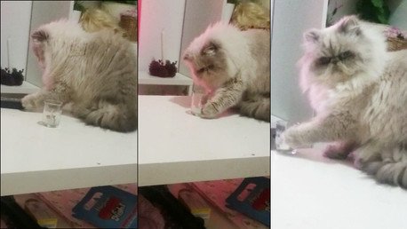 Un gato 'sinvergüenza' desafía a su dueña