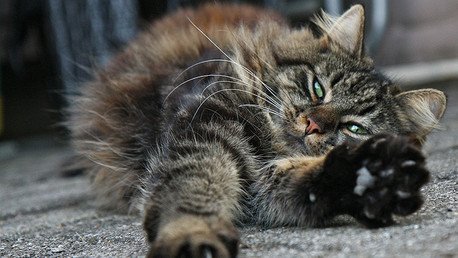 Estudio: Los gatos pueden ver 'lo invisible'