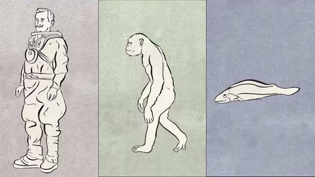 550 millones de años de evolución humana en solo un minuto